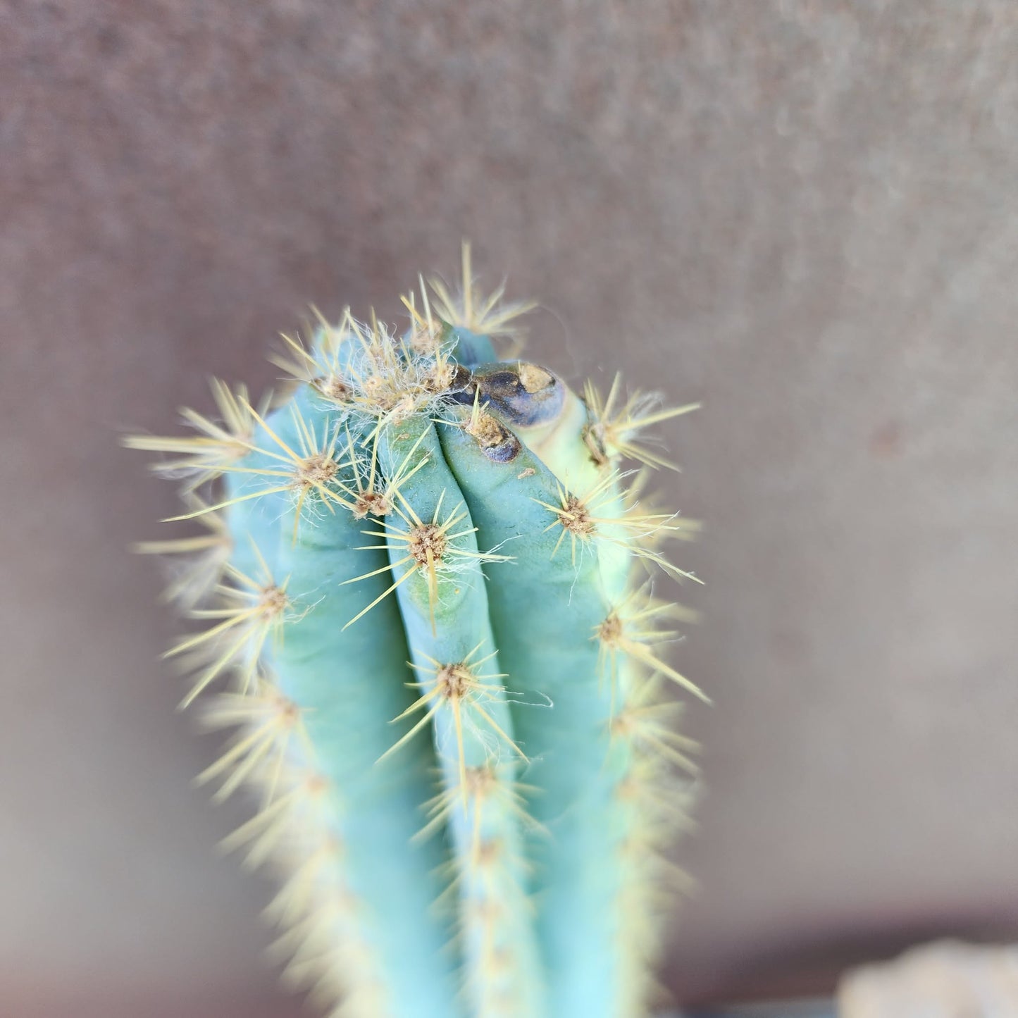 Pilosocereus Pachycladus variegata - Very Rare - 53" Tall!!  Wish List!