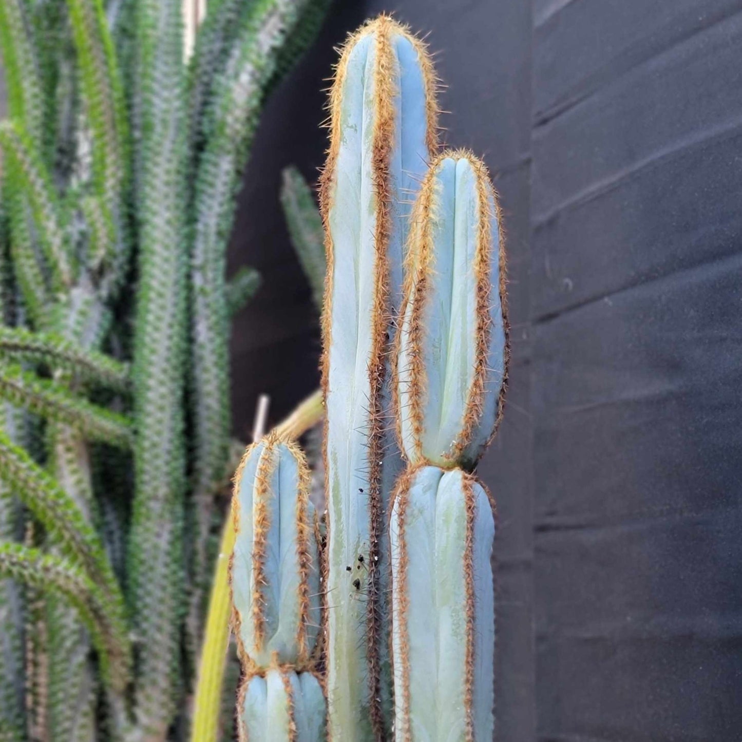 Pilosocereus Fulvilanatus - 3 Arms - 39" Tall!