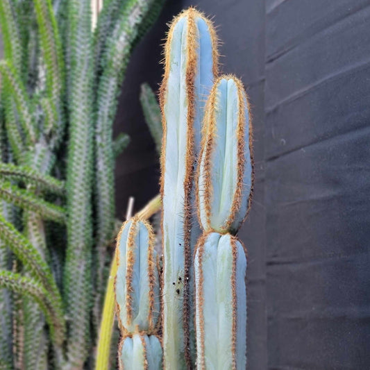 Pilosocereus Fulvilanatus - 3 Arms - 39" Tall!