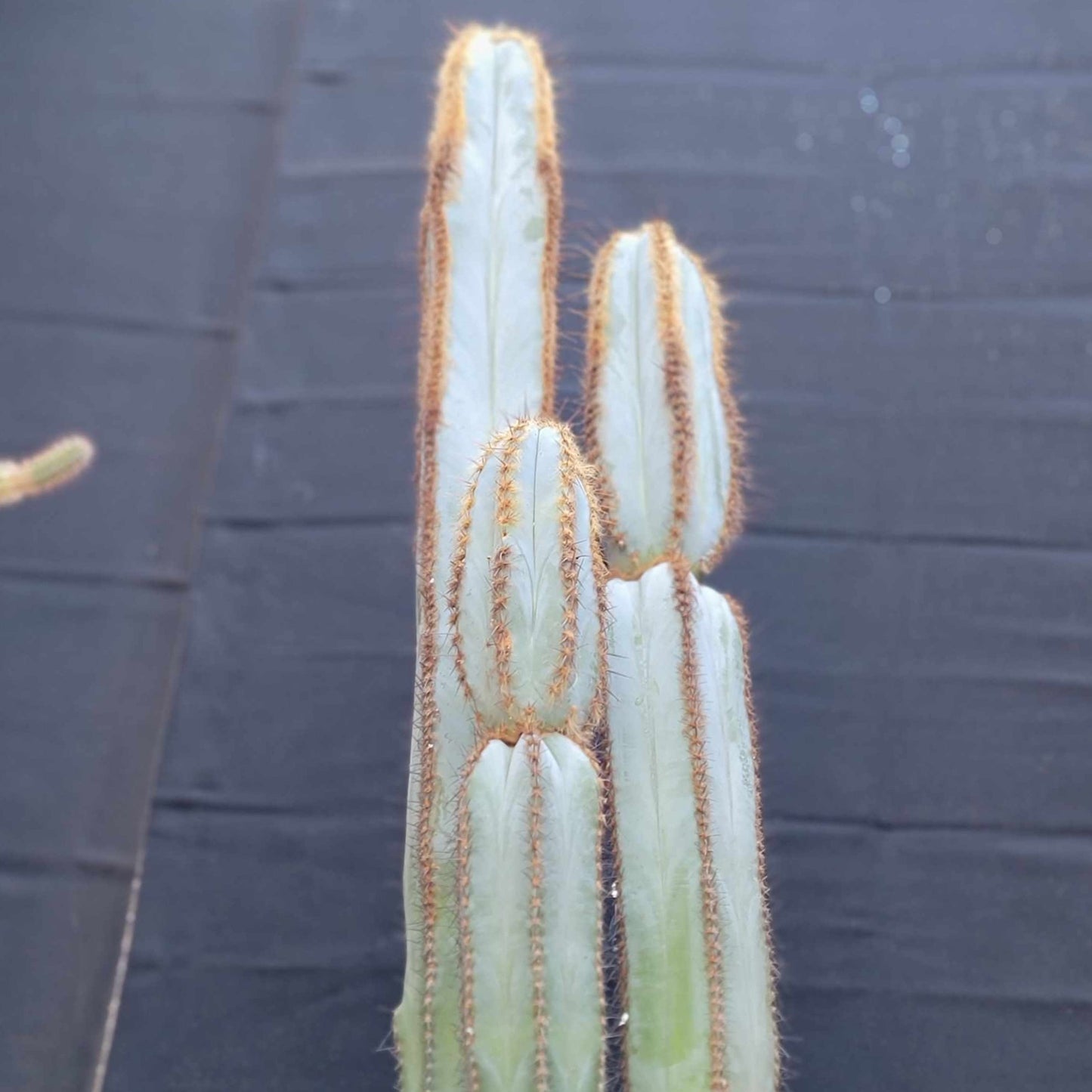 Pilosocereus Fulvilanatus - 3 Arms - 39" Tall!
