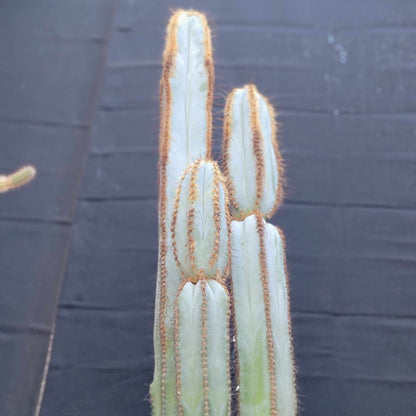 Pilosocereus Fulvilanatus - 3 Arms - 39" Tall!