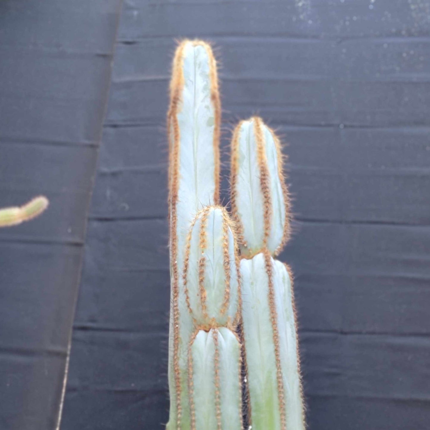 Pilosocereus Fulvilanatus - 3 Arms - 39" Tall!
