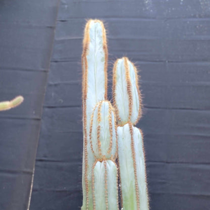 Pilosocereus Fulvilanatus - 3 Arms - 39" Tall!