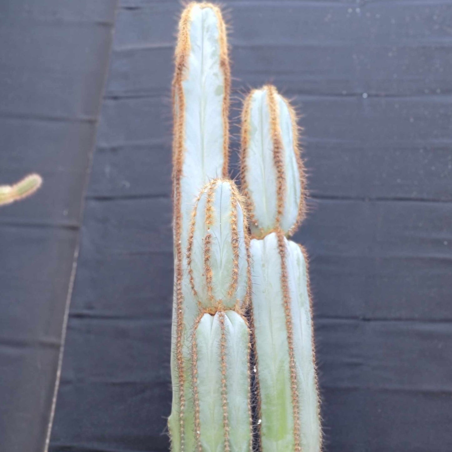 Pilosocereus Fulvilanatus - 3 Arms - 39" Tall!