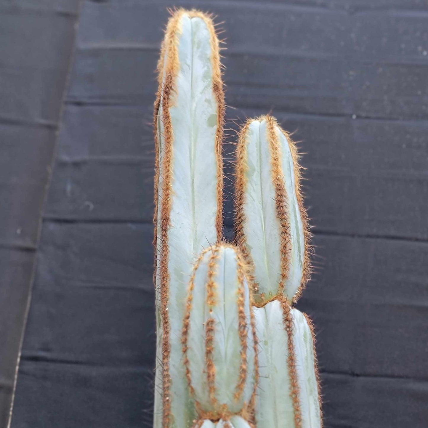 Pilosocereus Fulvilanatus - 3 Arms - 39" Tall!