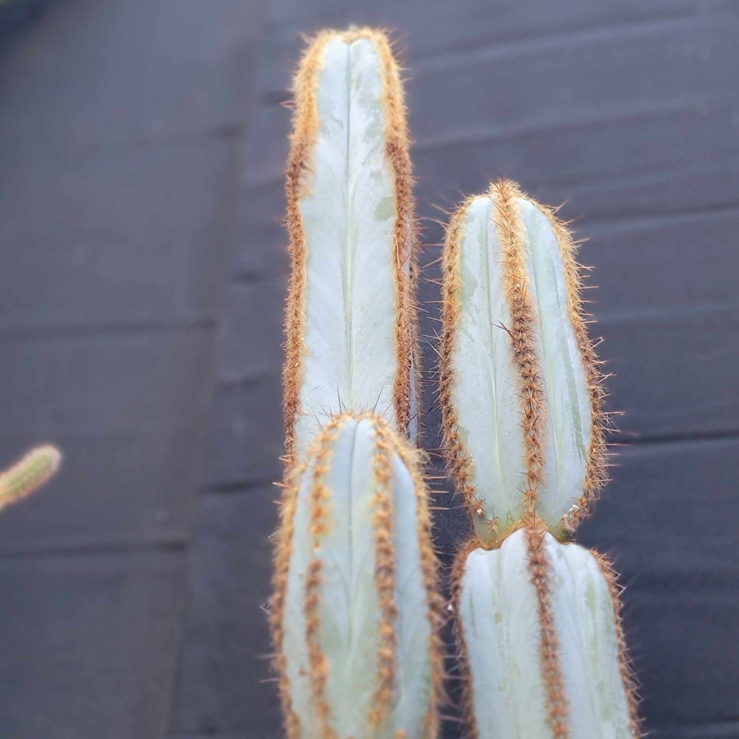 Pilosocereus Fulvilanatus - 3 Arms - 39" Tall!