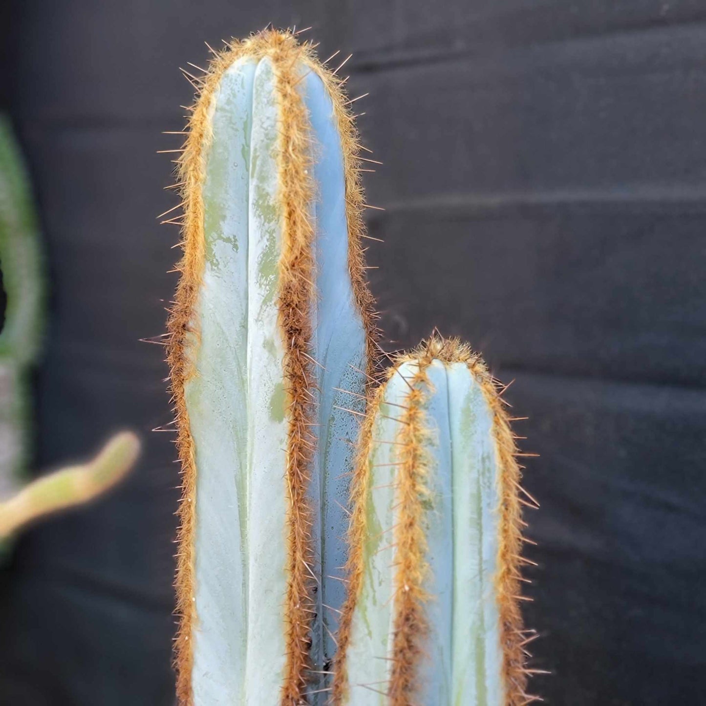 Pilosocereus Fulvilanatus - 3 Arms - 39" Tall!