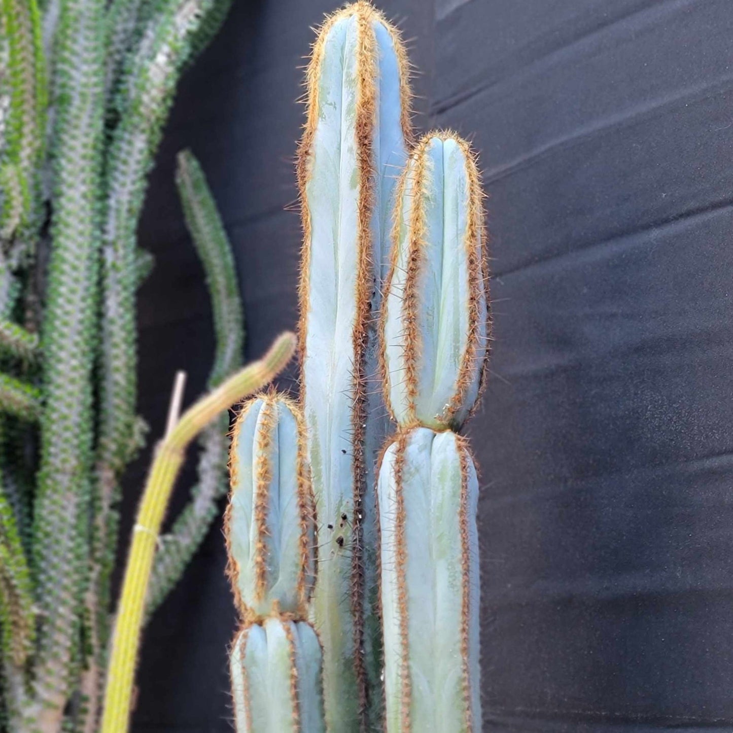 Pilosocereus Fulvilanatus - 3 Arms - 39" Tall!