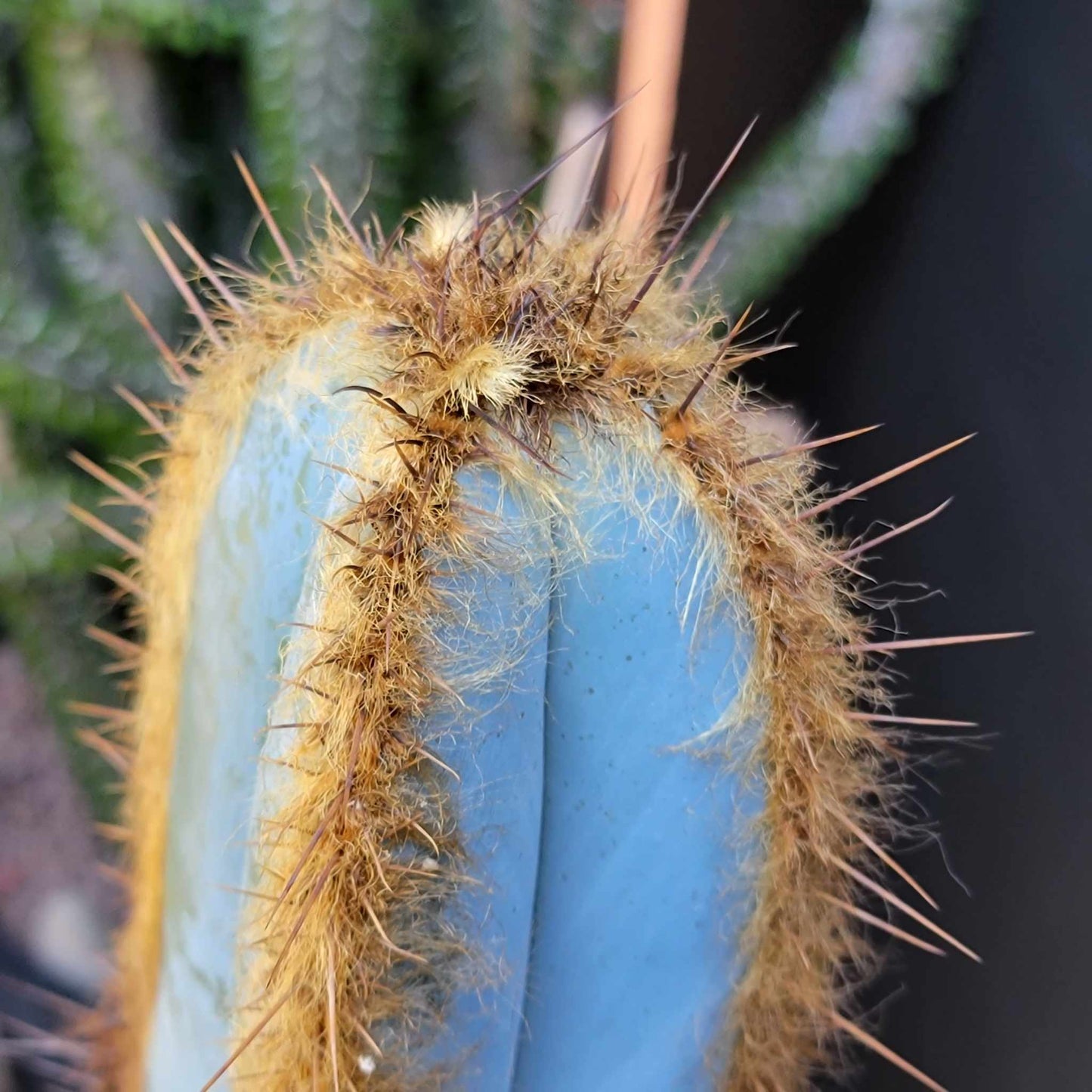 Pilosocereus Fulvilanatus - 3 Arms - 39" Tall!