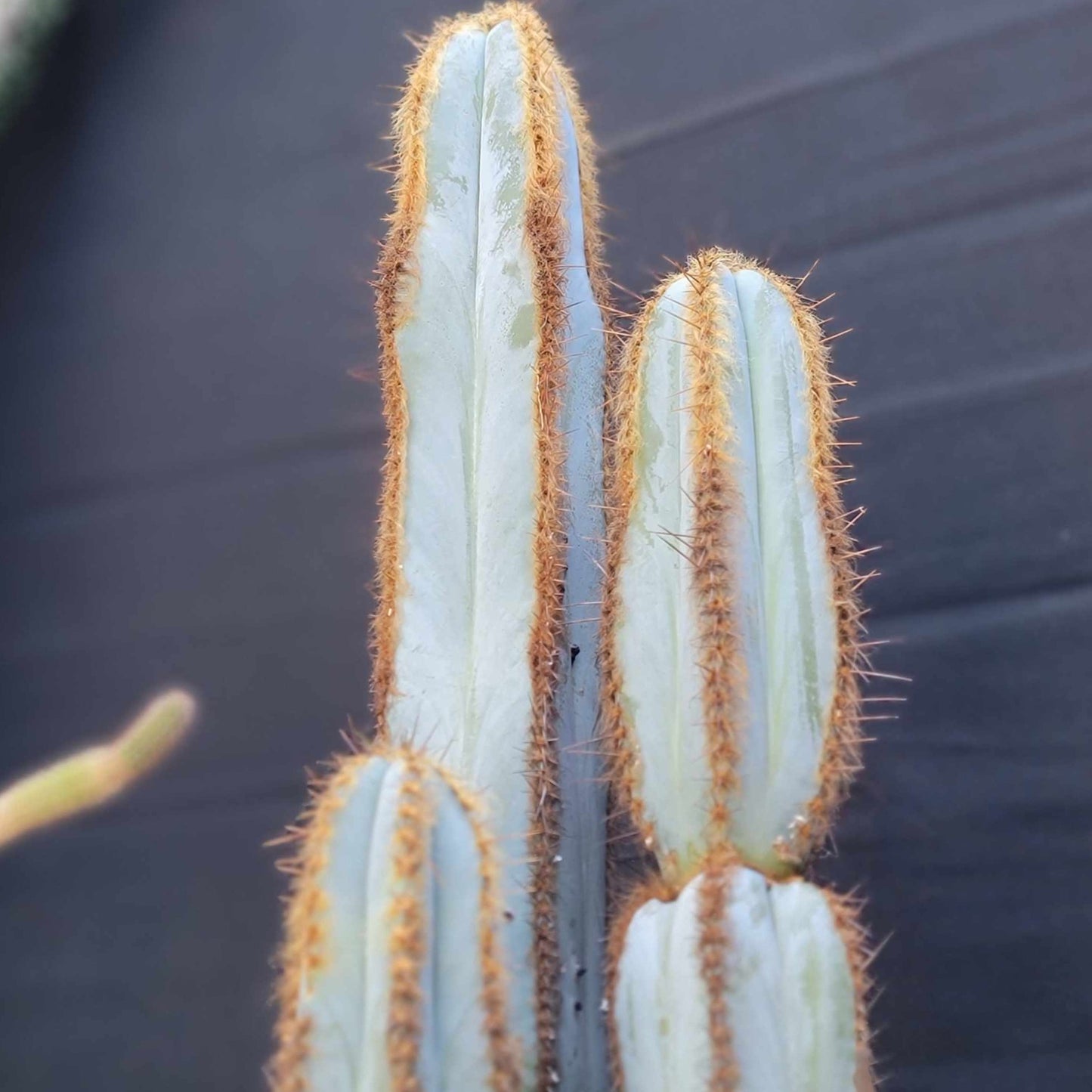 Pilosocereus Fulvilanatus - 3 Arms - 39" Tall!