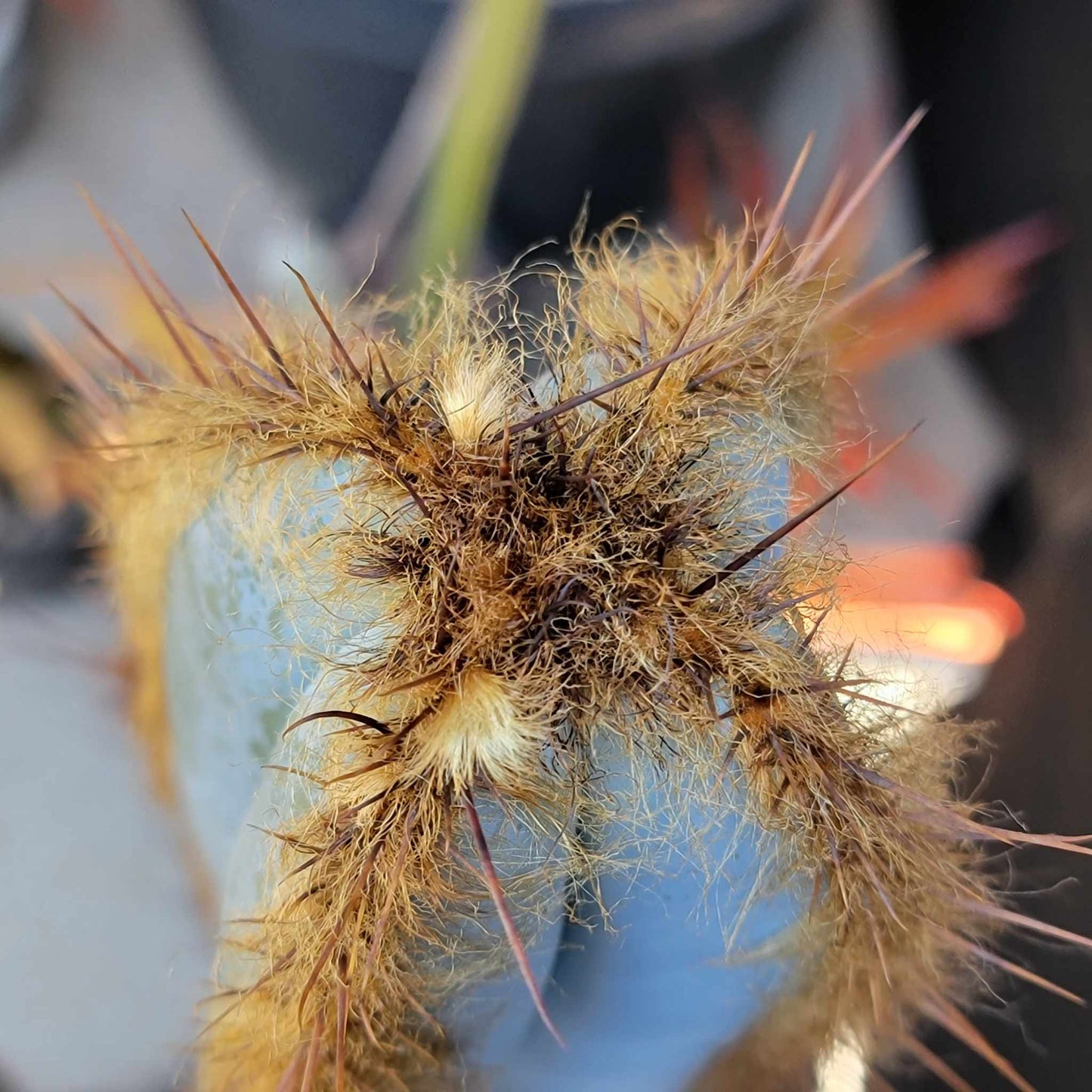 Pilosocereus Fulvilanatus - 3 Arms - 39" Tall!
