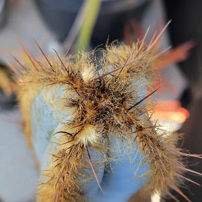 Pilosocereus Fulvilanatus - 3 Arms - 39" Tall!