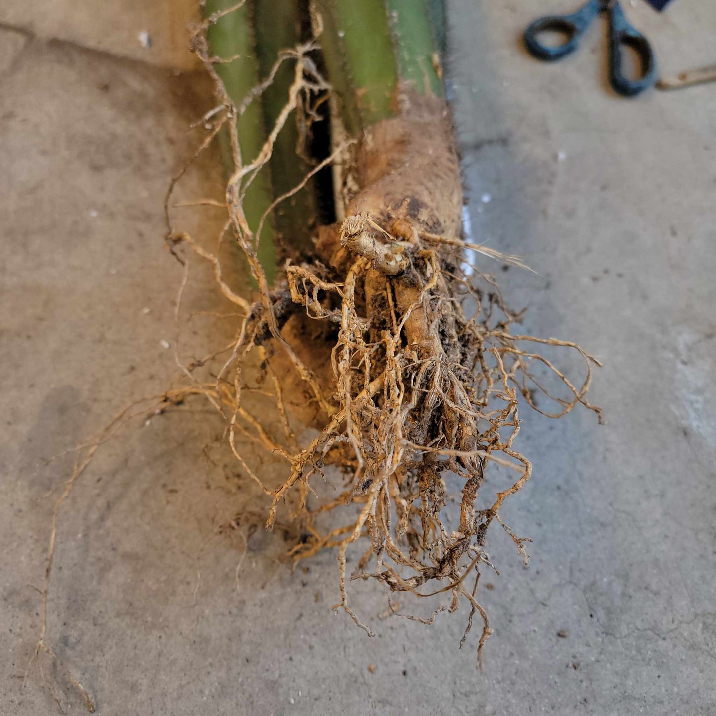 Pilosocereus Fulvilanatus - 3 Arms - 39" Tall!