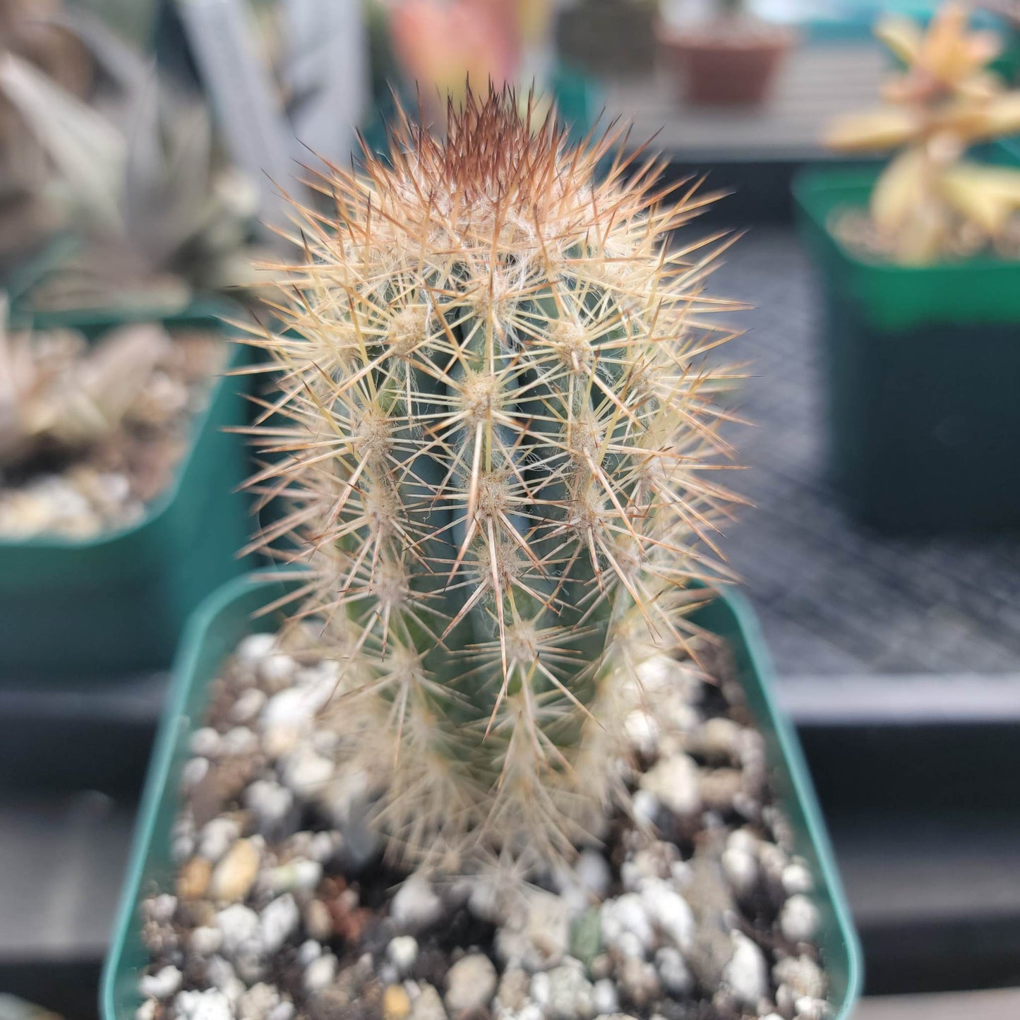 Pilosocereus calcisaxicolus - Blue Torch Cactus