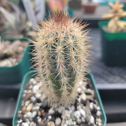 Pilosocereus calcisaxicolus - Blue Torch Cactus