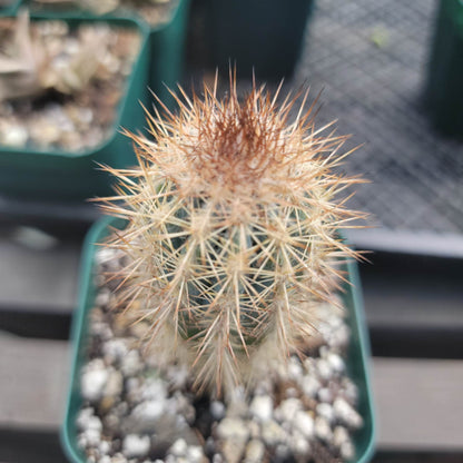 Pilosocereus calcisaxicolus - Blue Torch Cactus