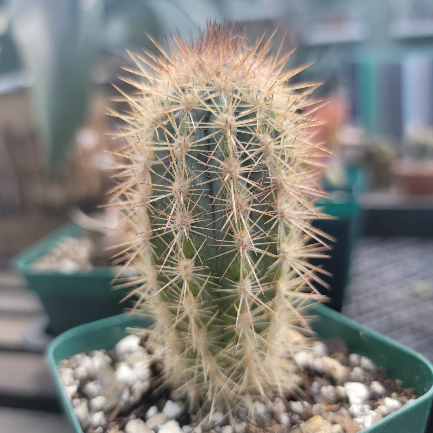 Pilosocereus calcisaxicolus - Blue Torch Cactus