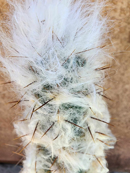 Pilosocereus leucocephalus - 38" Tall!