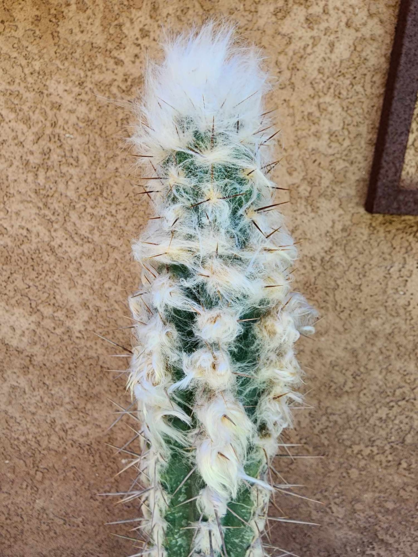 Pilosocereus leucocephalus - 38" Tall!