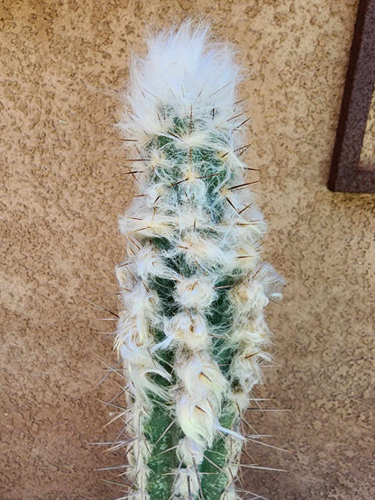 Pilosocereus leucocephalus - 38" Tall!