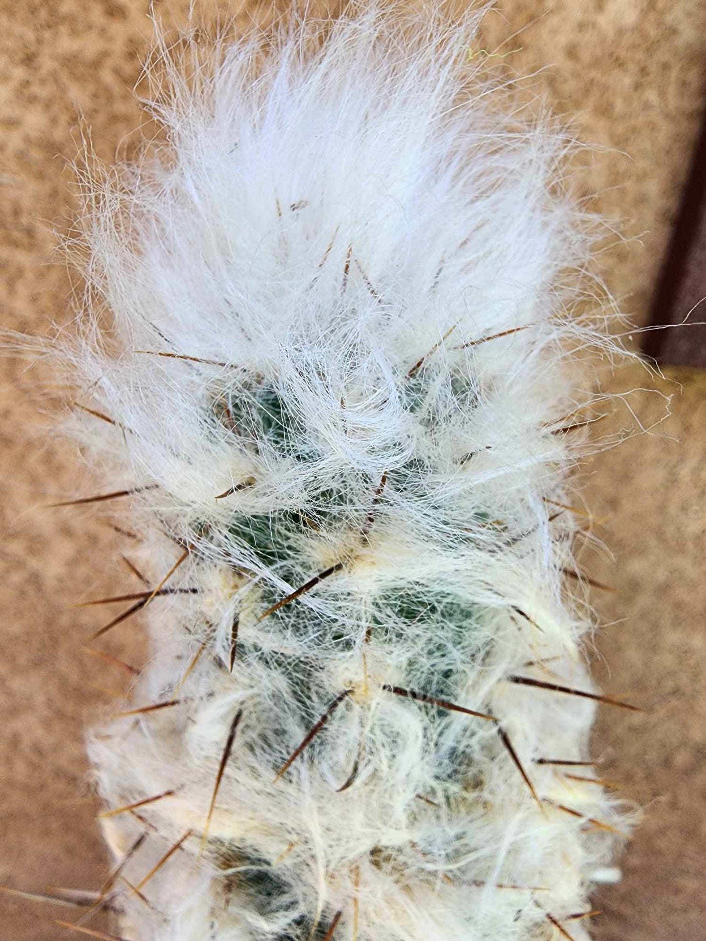 Pilosocereus leucocephalus - 38" Tall!