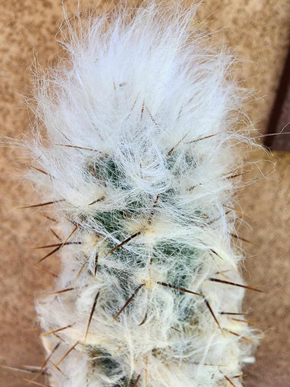 Pilosocereus leucocephalus - 38" Tall!