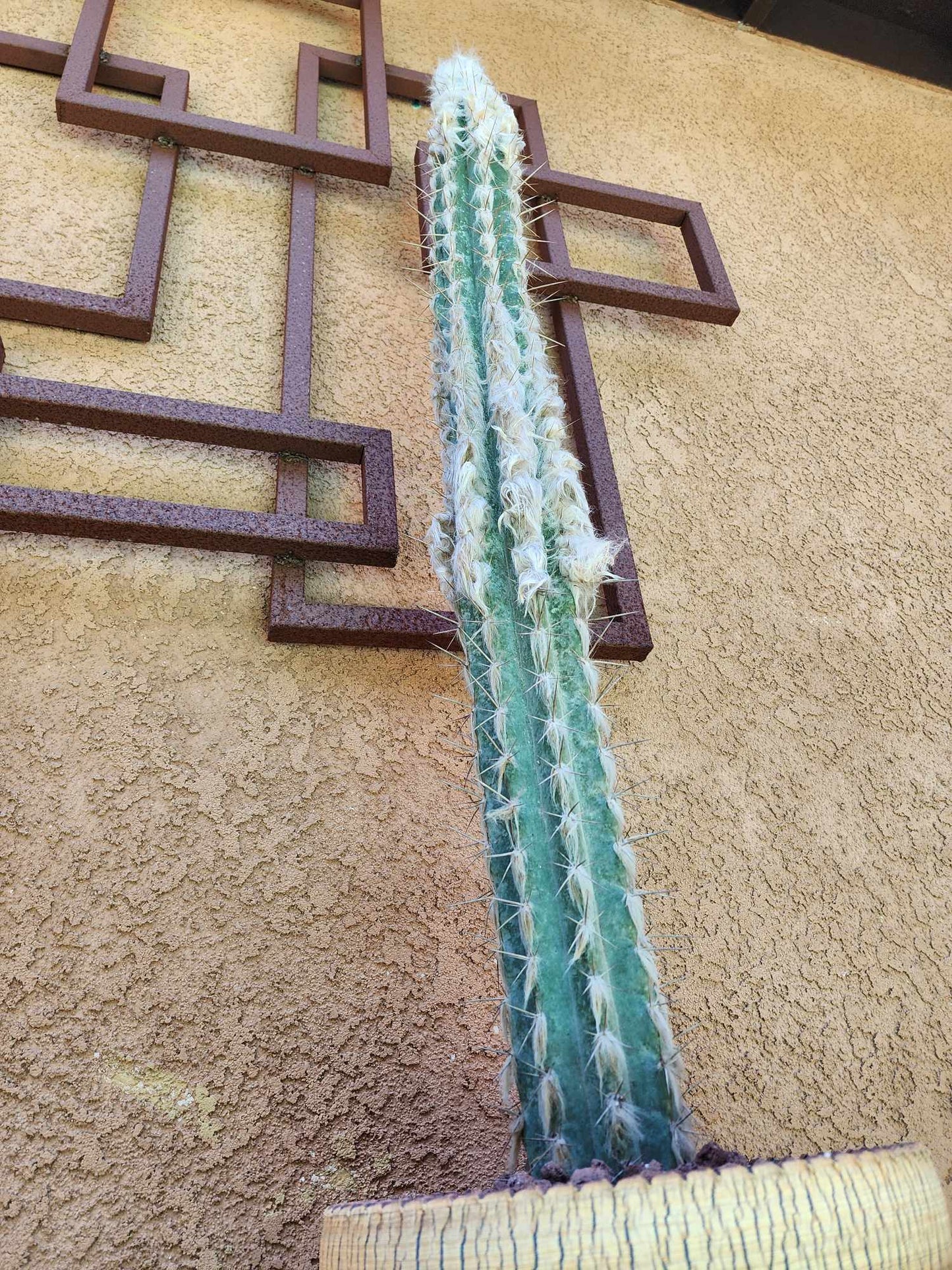 Pilosocereus leucocephalus - 38" Tall!
