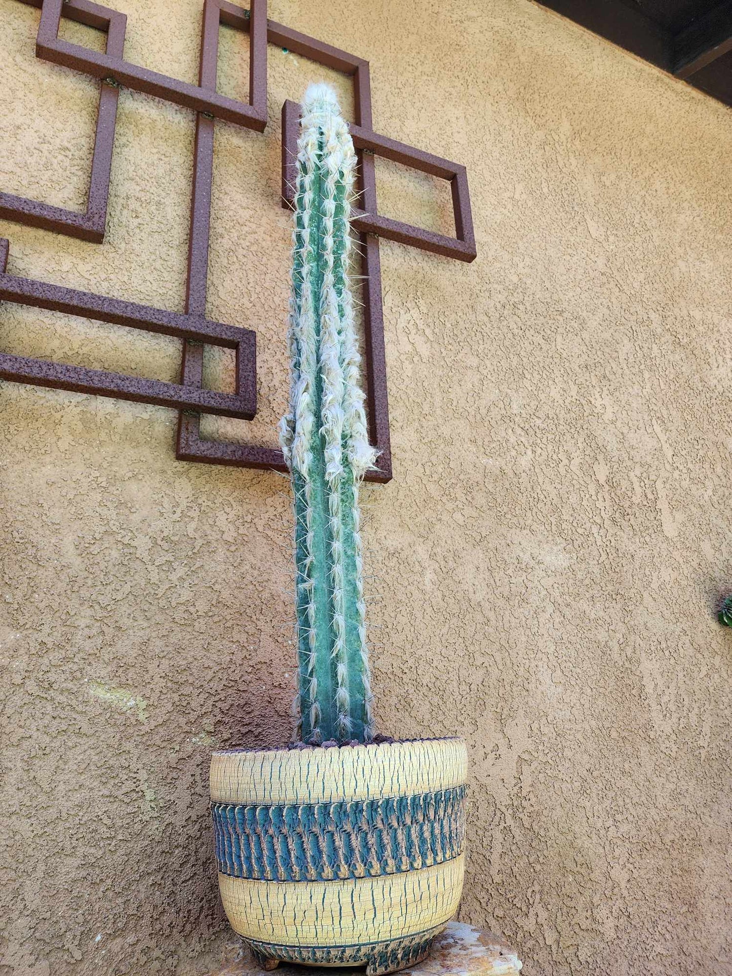 Pilosocereus leucocephalus - 38" Tall!