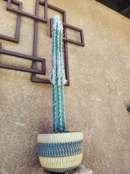 Pilosocereus leucocephalus - 38" Tall!