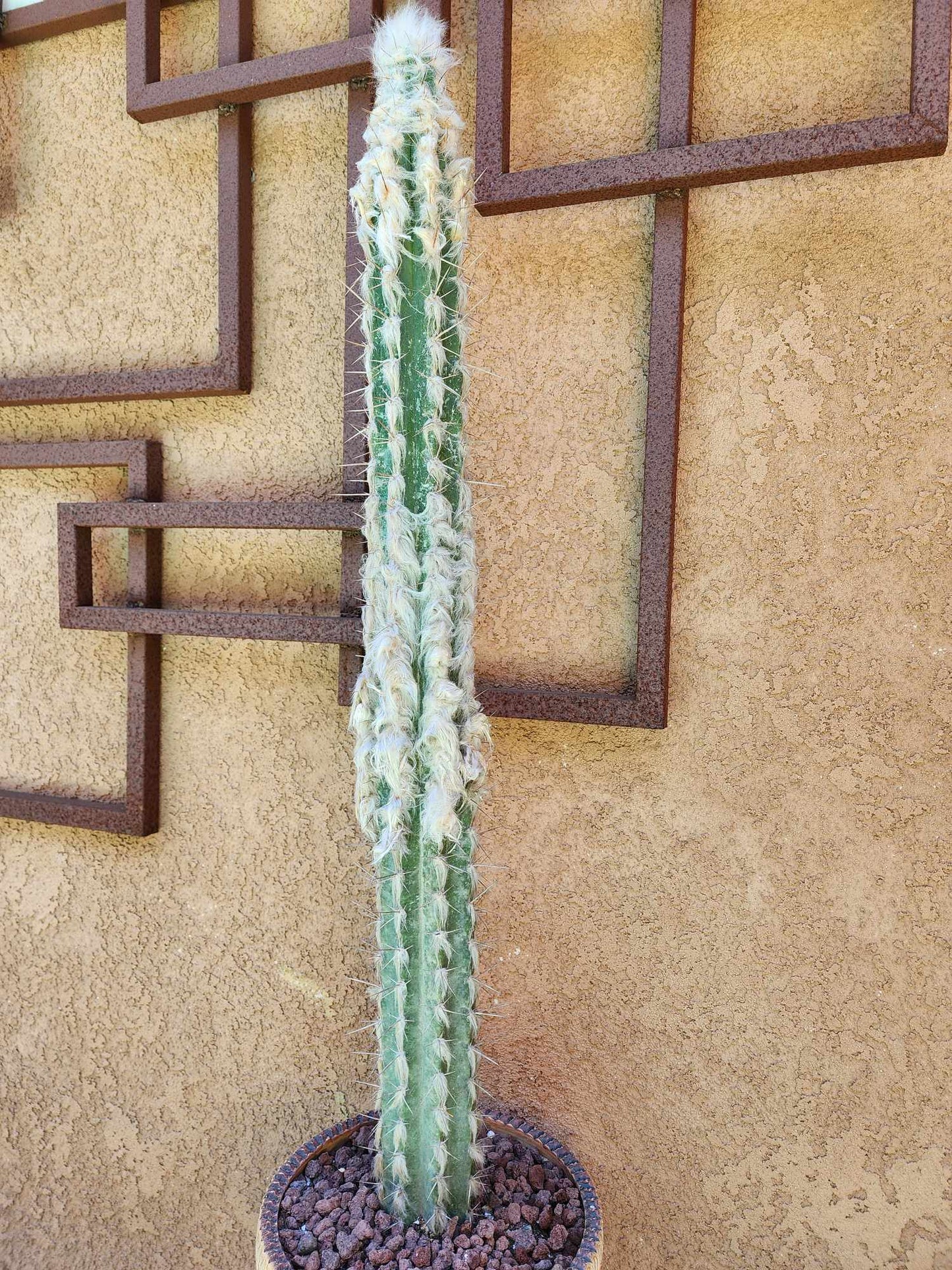 Pilosocereus leucocephalus - 38" Tall!