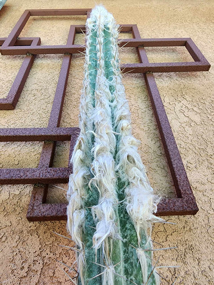 Pilosocereus leucocephalus - 38" Tall!