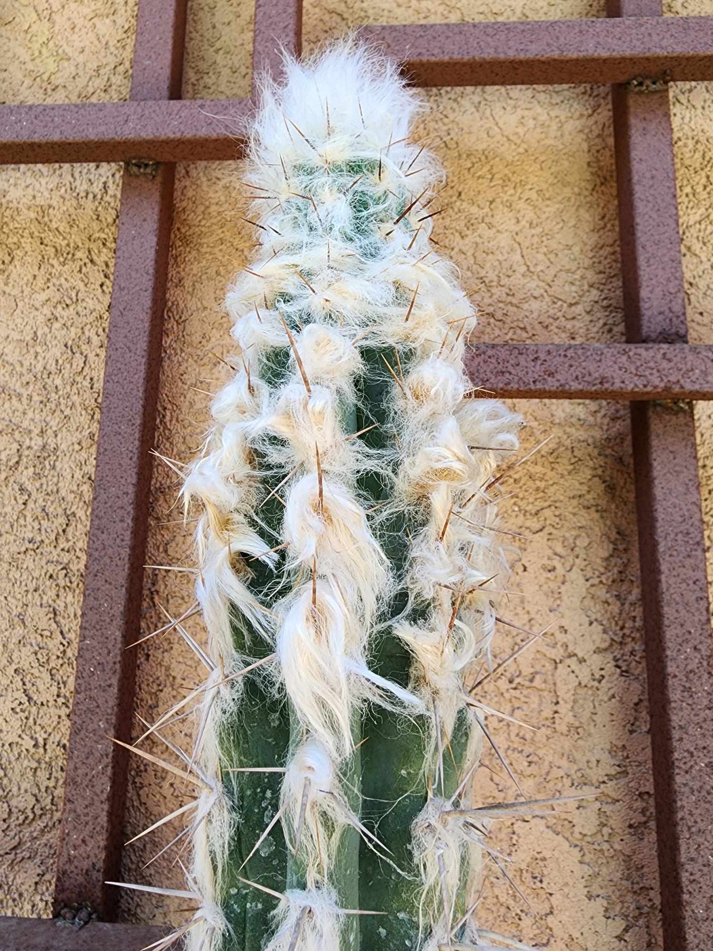 Pilosocereus leucocephalus - 38" Tall!
