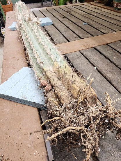 Pilosocereus leucocephalus - 38" Tall!