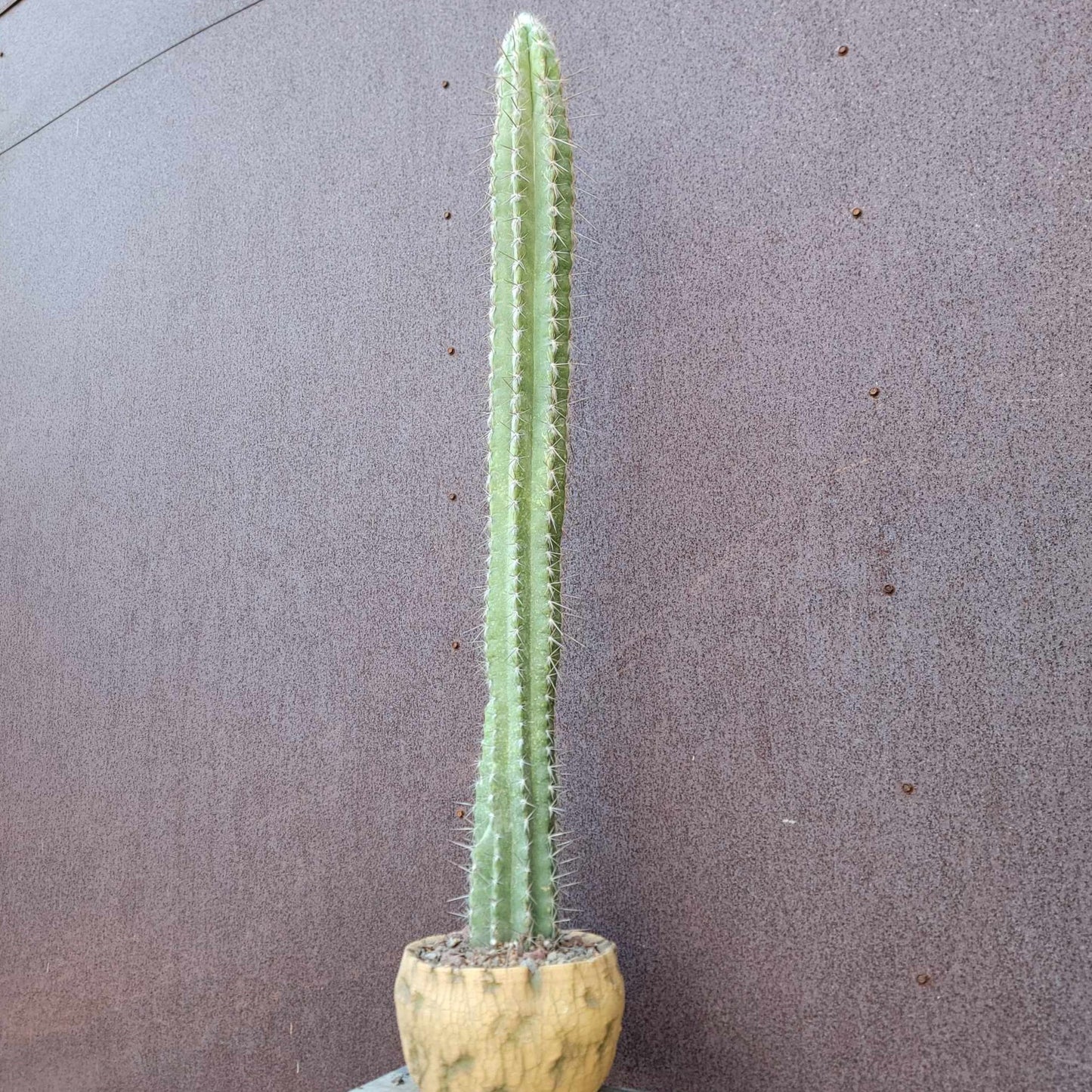 Pilosocereus leucocephalus - 3 Feet Tall!