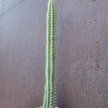 Pilosocereus leucocephalus - 3 Feet Tall!