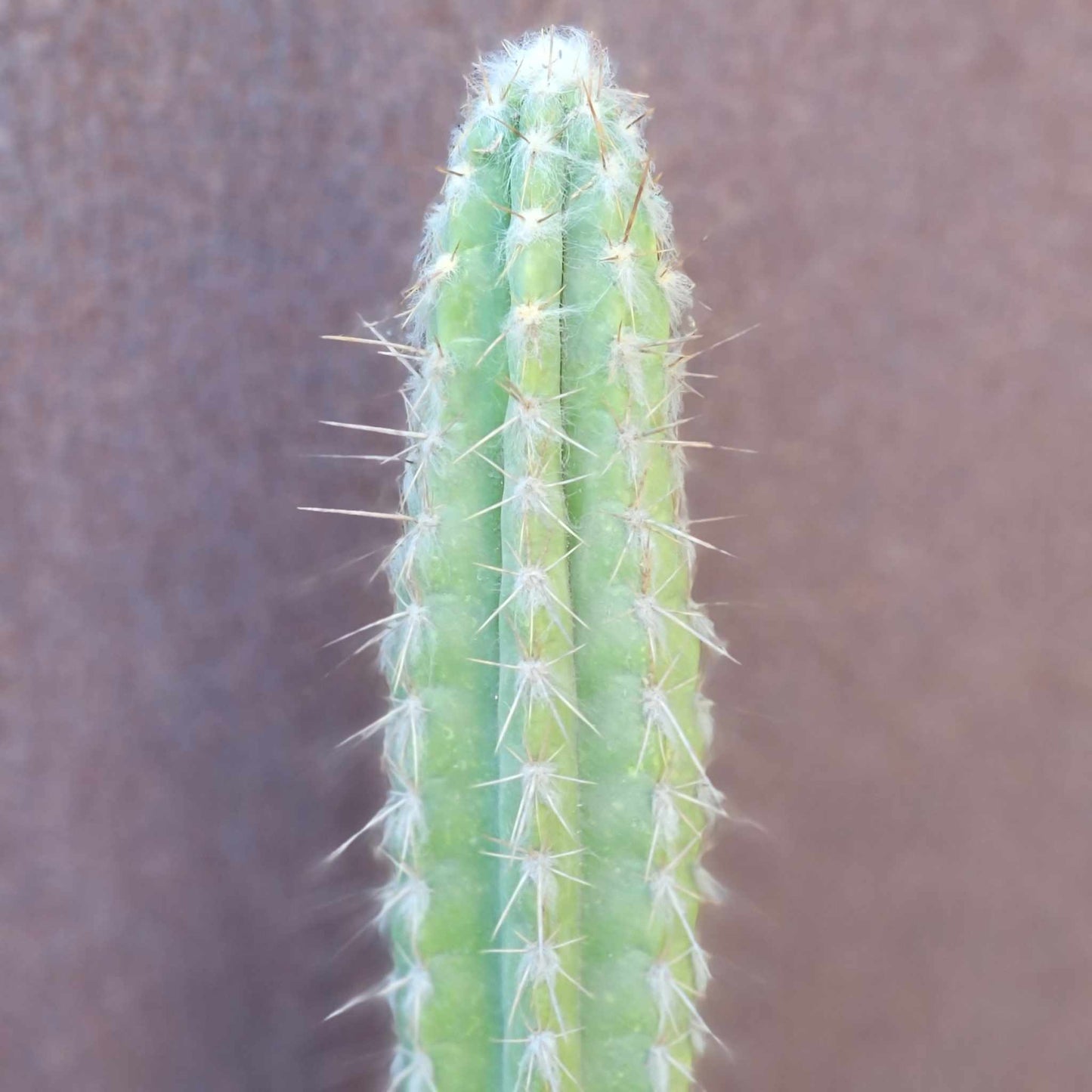 Pilosocereus leucocephalus - 3 Feet Tall!