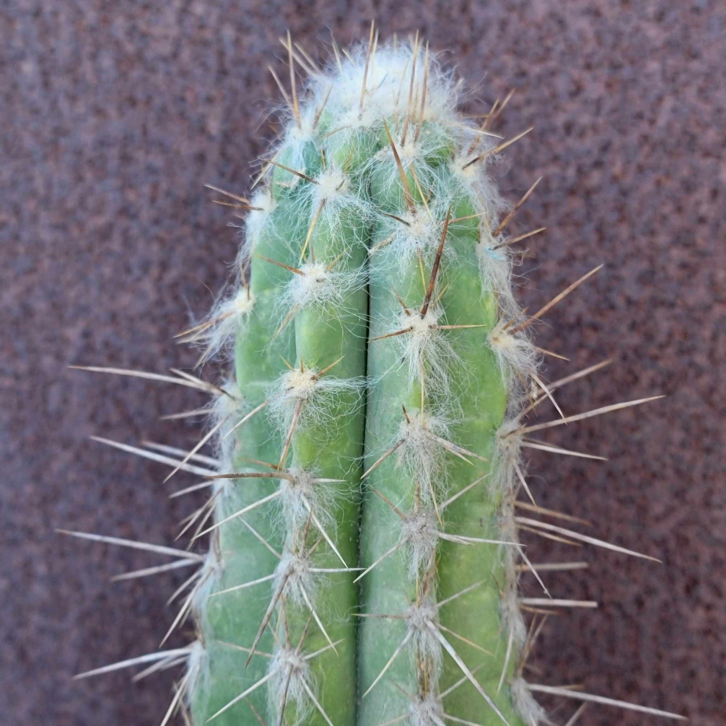 Pilosocereus leucocephalus - 3 Feet Tall!