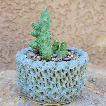 Pseudolithos Caput-Viperae - Snake Head - Viper Head