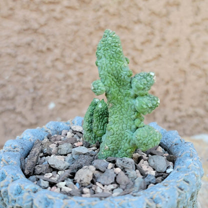 Pseudolithos Caput-Viperae - Snake Head - Viper Head