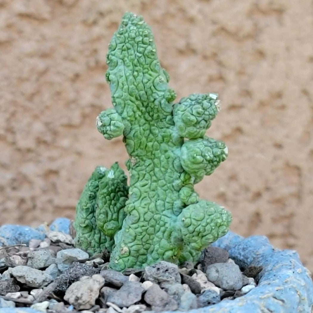 Pseudolithos Caput-Viperae - Snake Head - Viper Head