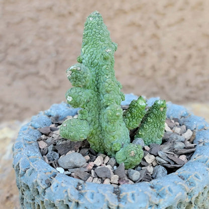 Pseudolithos Caput-Viperae - Snake Head - Viper Head