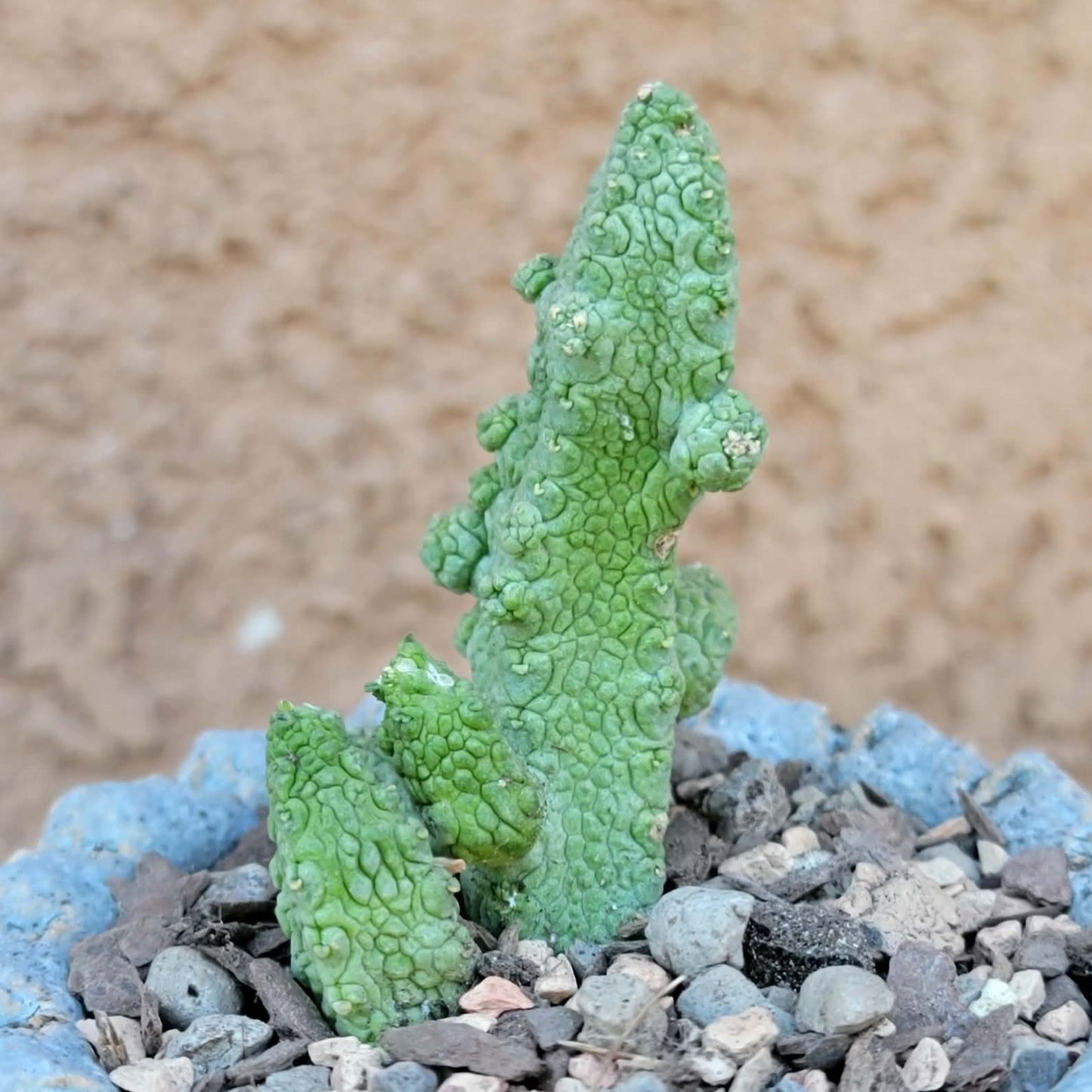 Pseudolithos Caput-Viperae - Snake Head - Viper Head
