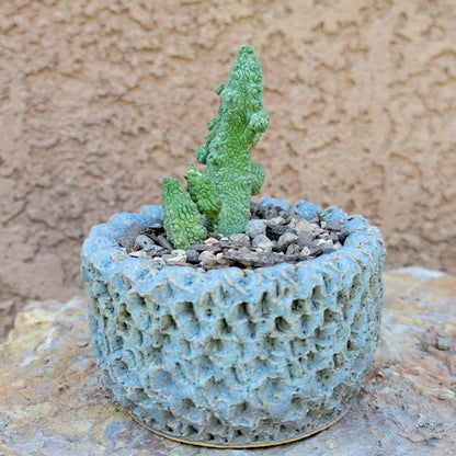Pseudolithos Caput-Viperae - Snake Head - Viper Head