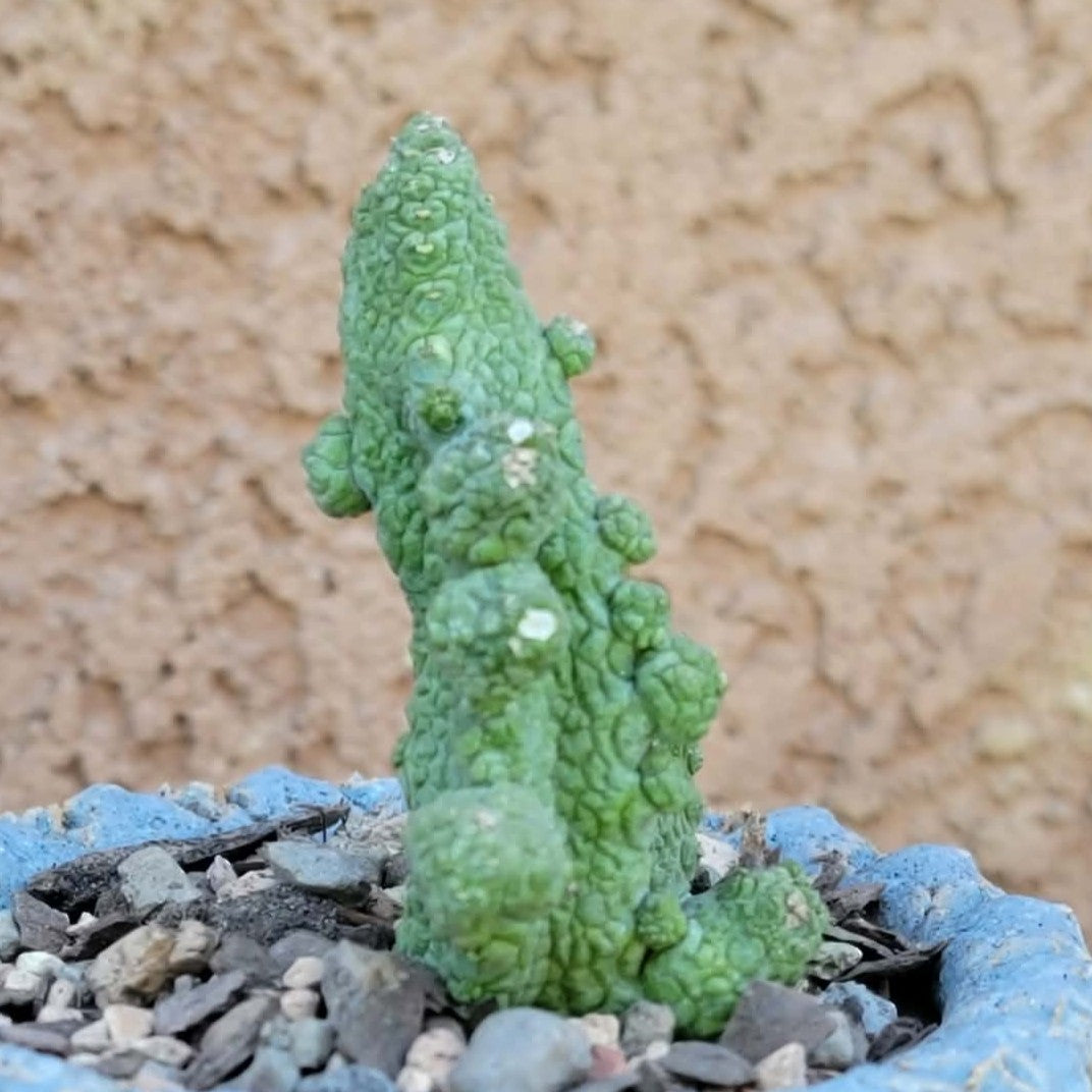 Pseudolithos Caput-Viperae - Snake Head - Viper Head