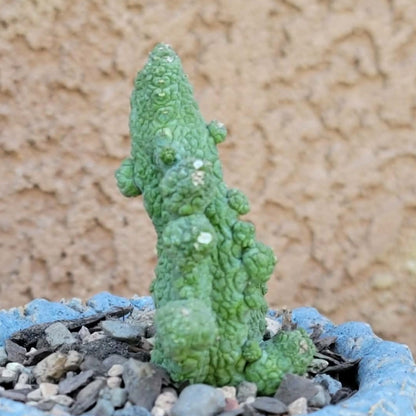 Pseudolithos Caput-Viperae - Snake Head - Viper Head