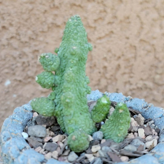 Pseudolithos Caput-Viperae - Snake Head - Viper Head
