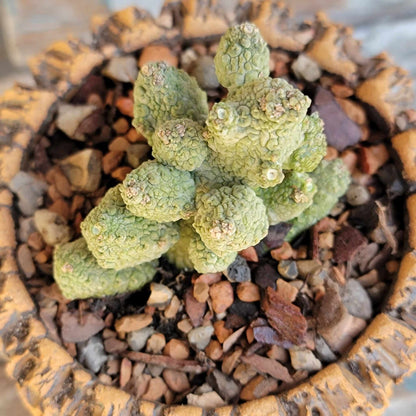 Pseudolithos Caput-Viperae - Snake Head - Viper Head