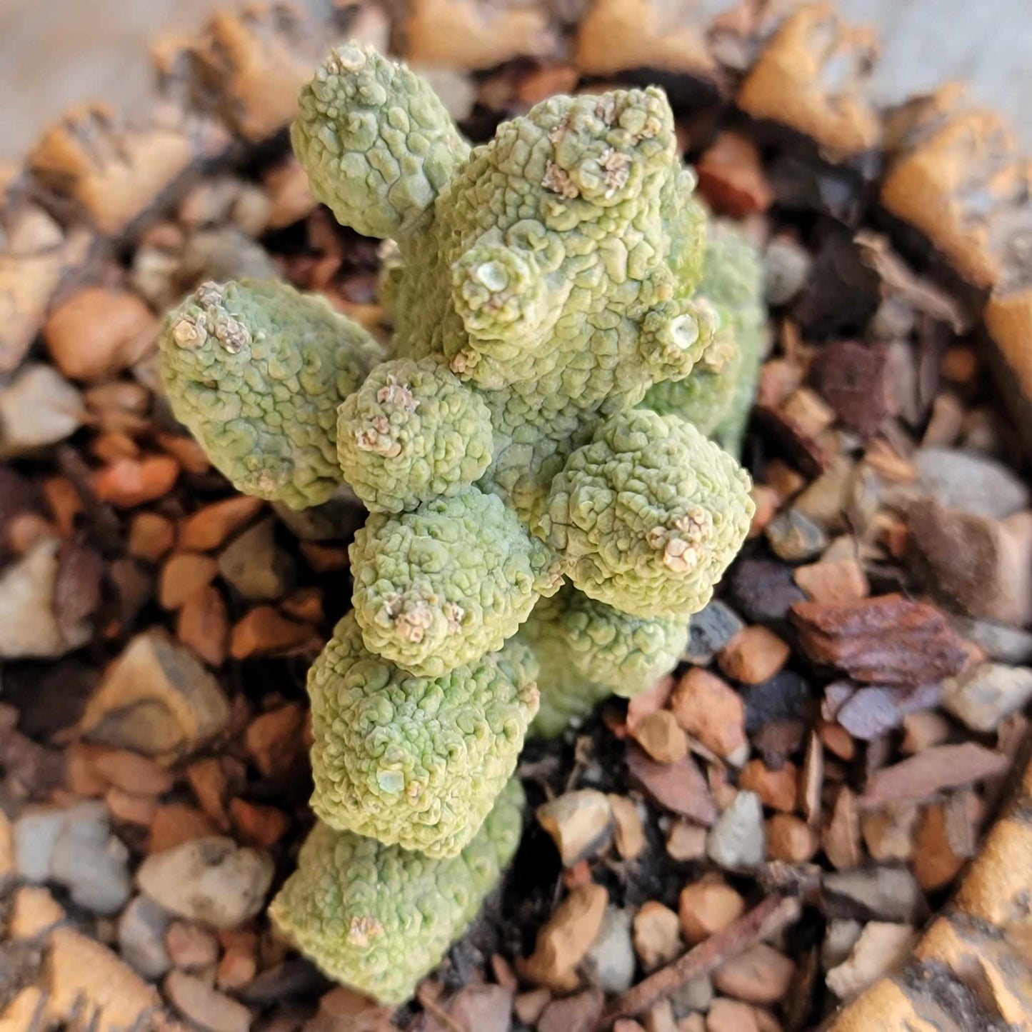 Pseudolithos Caput-Viperae - Snake Head - Viper Head