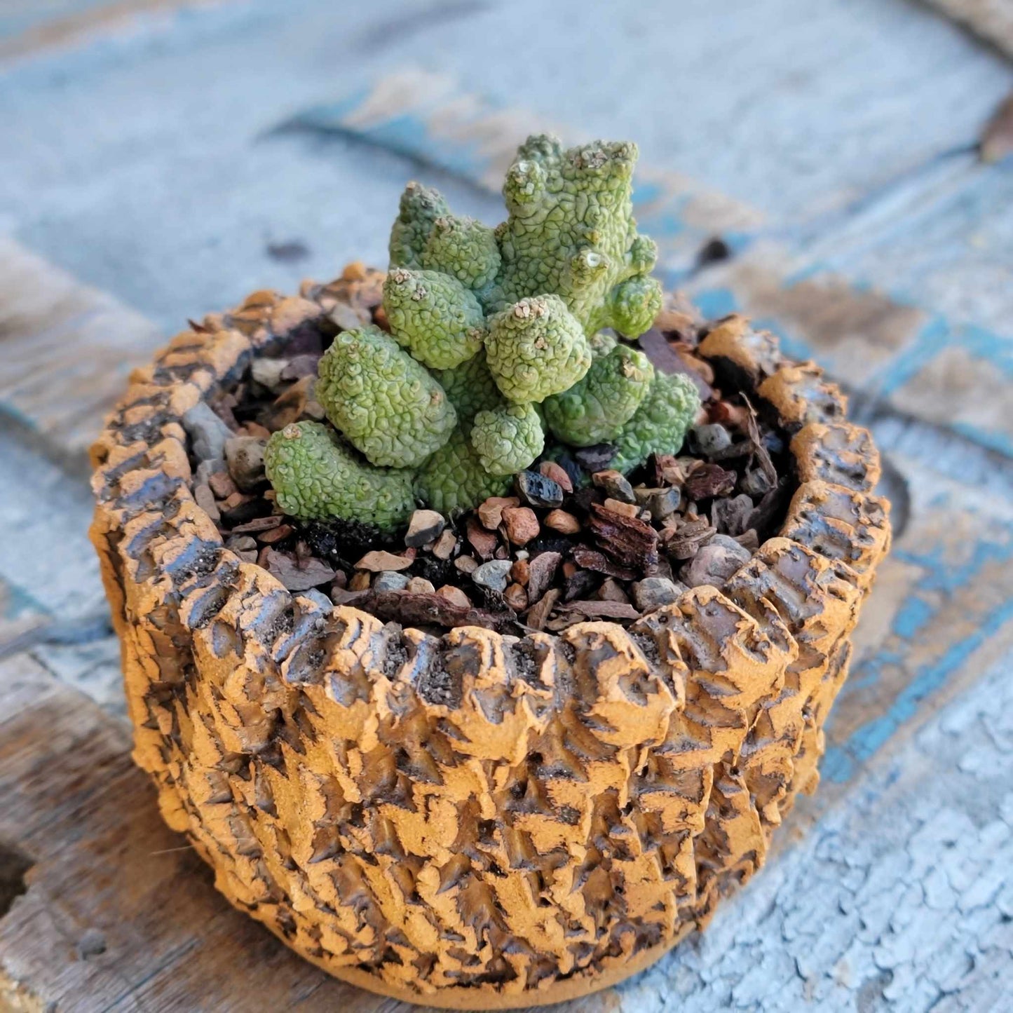 Pseudolithos Caput-Viperae - Snake Head - Viper Head