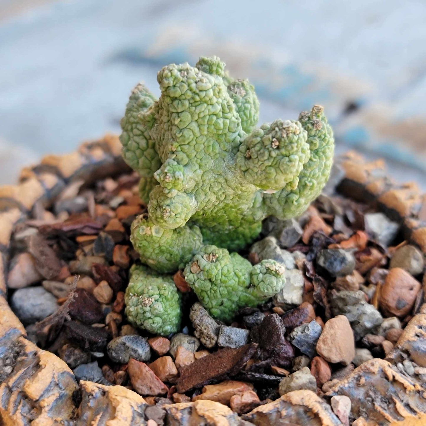 Pseudolithos Caput-Viperae - Snake Head - Viper Head